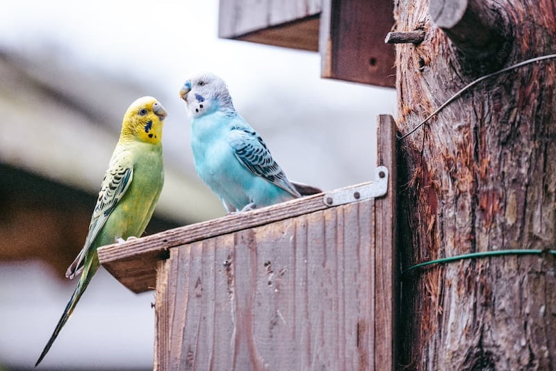 友達インコ