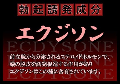 勃起誘発成分エクジソンで勃起力サポート！